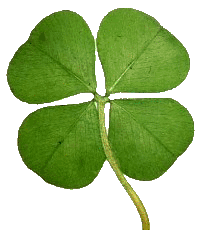 four-leaf-clover-copy